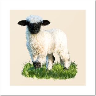 Valais Blacknose Lamb in a Meadow Posters and Art